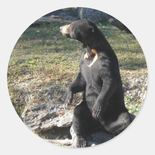 Sun Bear at the Zoo Classic Round Sticker (Front)