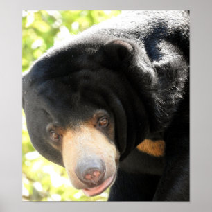 Sun Bear Poster