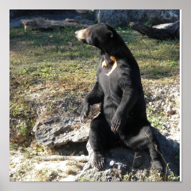 Sun Bear Poster (Front)