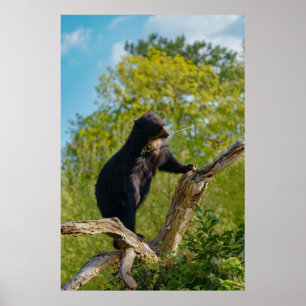 Sun Bear's Tree Top Snack Poster