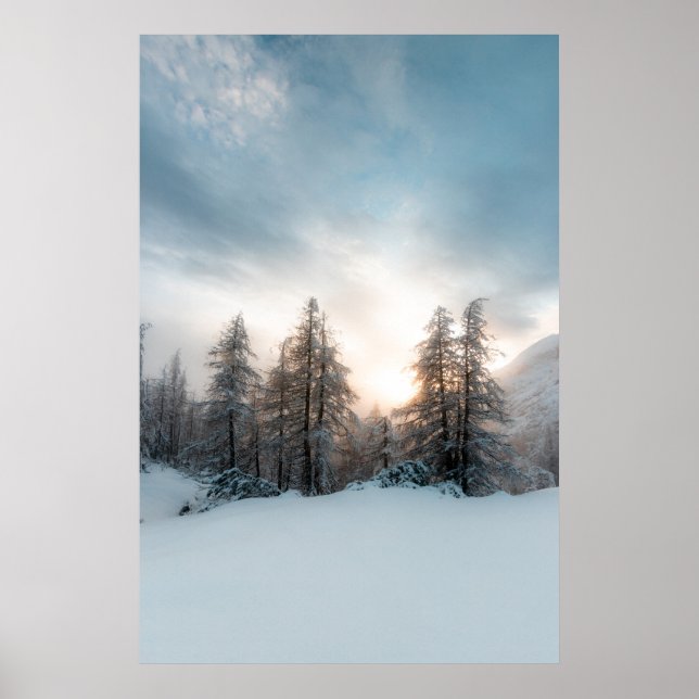 Sun behind spruce trees poster (Front)