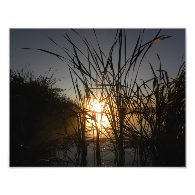 Sun Behind the Reeds Photo Print (Front)