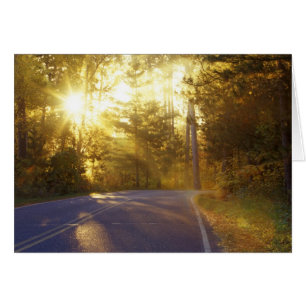 Sun bursts through the forest onto roadway at