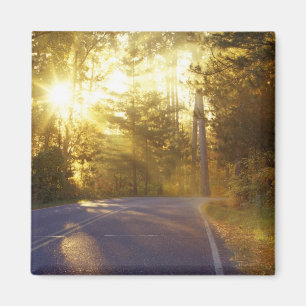 Sun bursts through the forest onto roadway at magnet