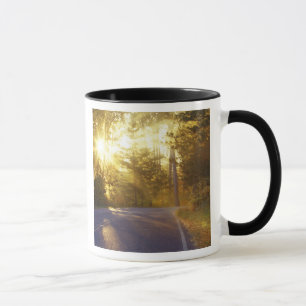 Sun bursts through the forest onto roadway at mug