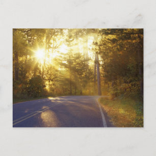 Sun bursts through the forest onto roadway at postcard