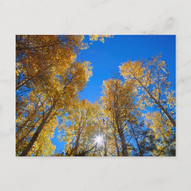 Sun Bursts through Trees Postcard (Front)