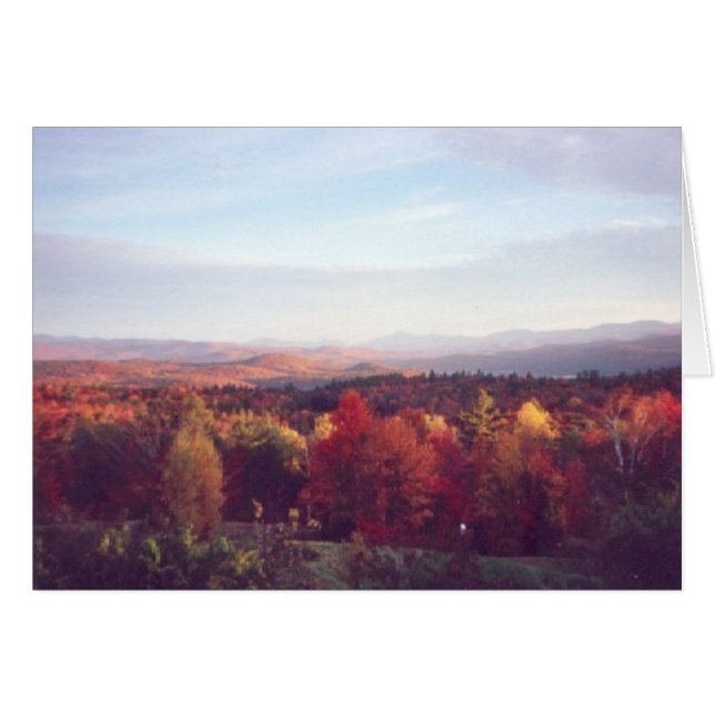 "Sun catches the treetops" (Front Horizontal)