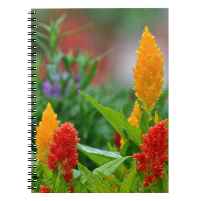 Sun Colour Flower Notebook (Front)