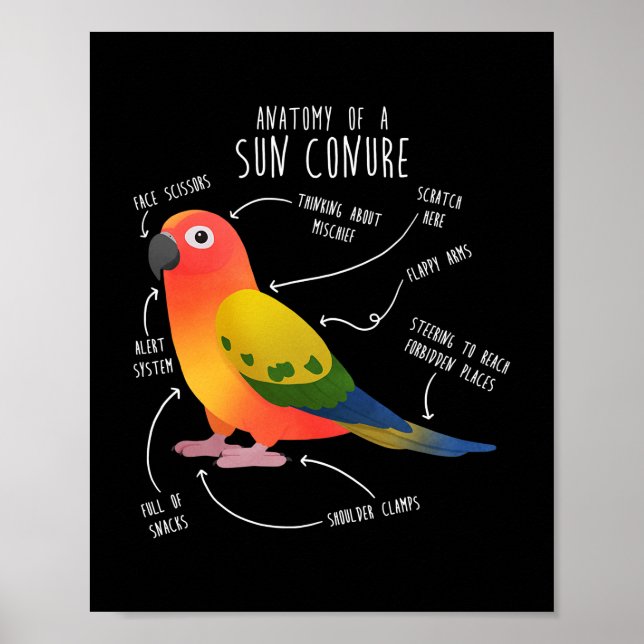 Sun Conure Anatomy Funny Cute Pet Parrot Bird Poster (Front)
