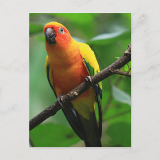 Sun Conure Bird Postcard