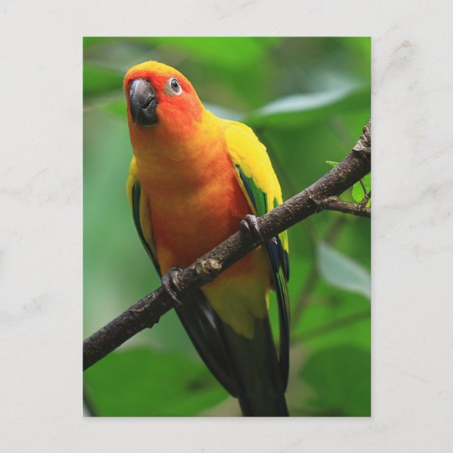 Sun Conure Bird Postcard (Front)