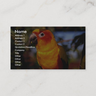 Sun conure business card