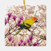 Sun Conure