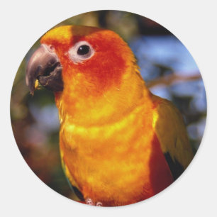 Sun conure classic round sticker