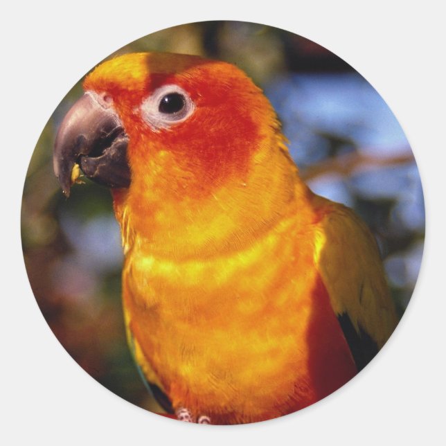 Sun conure classic round sticker (Front)