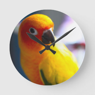Sun Conure clock