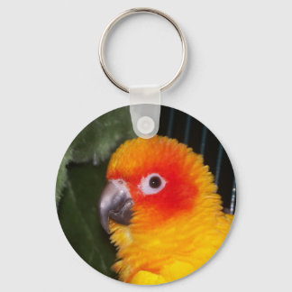 Sun Conure Key Ring