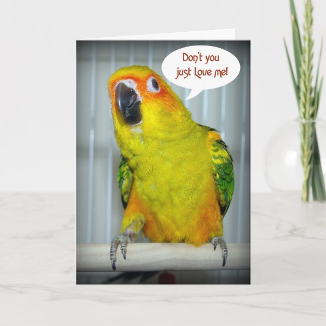 Sun Conure Love Holiday Card (Front)