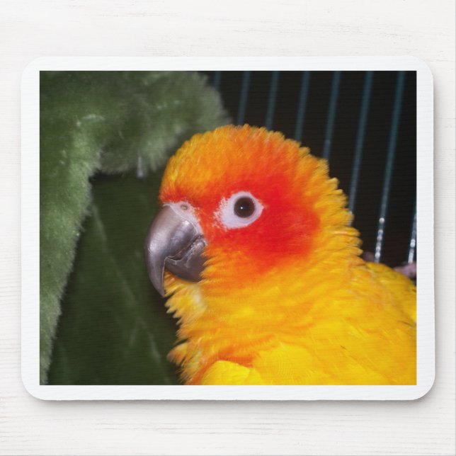 Sun Conure Mouse Pad (Front)