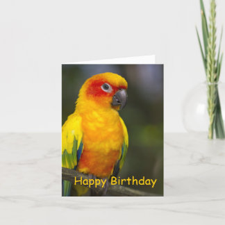 Sun Conure Parrot Blank Birthday Card
