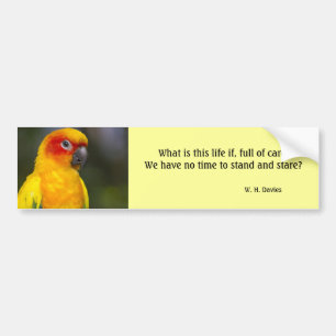 Sun Conure Parrot Bumper Sticker (with text)