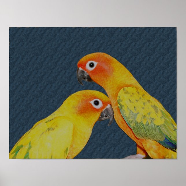 Sun Conure Parrot Pair Bird Poster (Front)