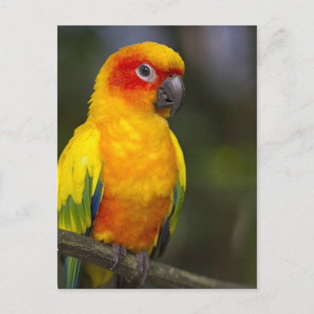 Sun Conure Parrot Postcard (Front)