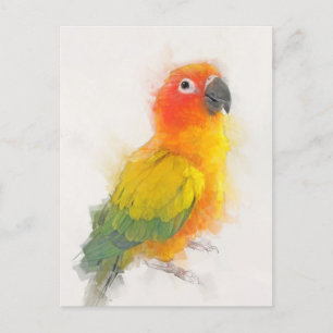 Sun Conure Portrait Postcard