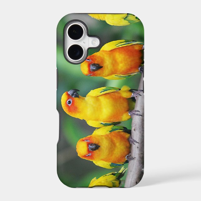 Sun Conures (Back)