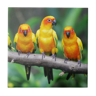 Sun Conures Ceramic Tile