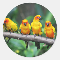 Sun Conures