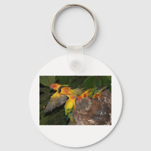 Sun Conures Key Ring