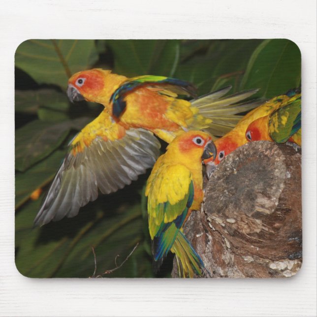 Sun Conures Mouse Pad (Front)