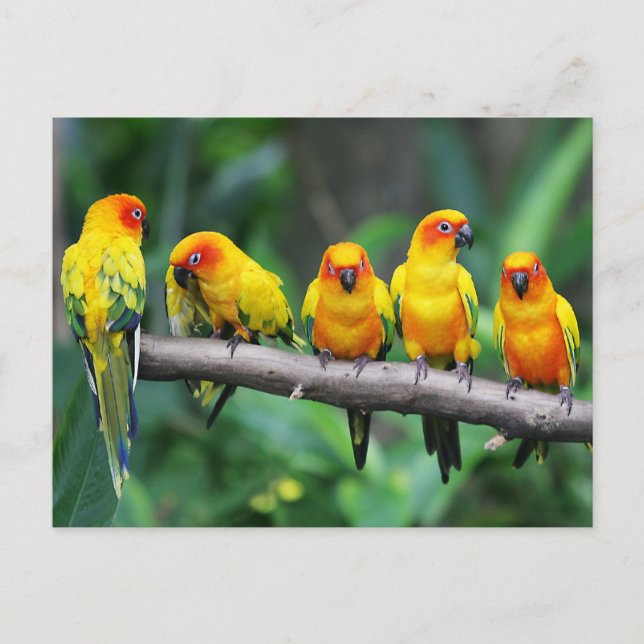 Sun Conures Postcard (Front)