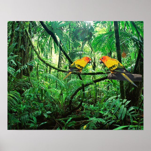 Sun Conures Poster (Front)