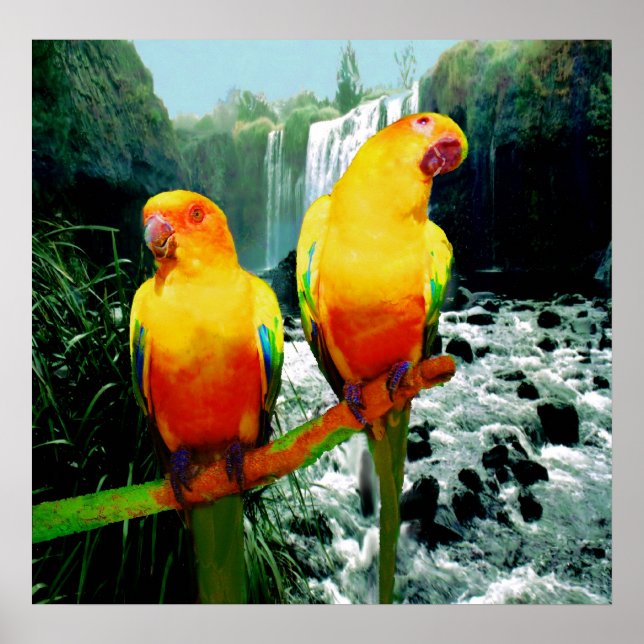 Sun Conures Poster (Front)