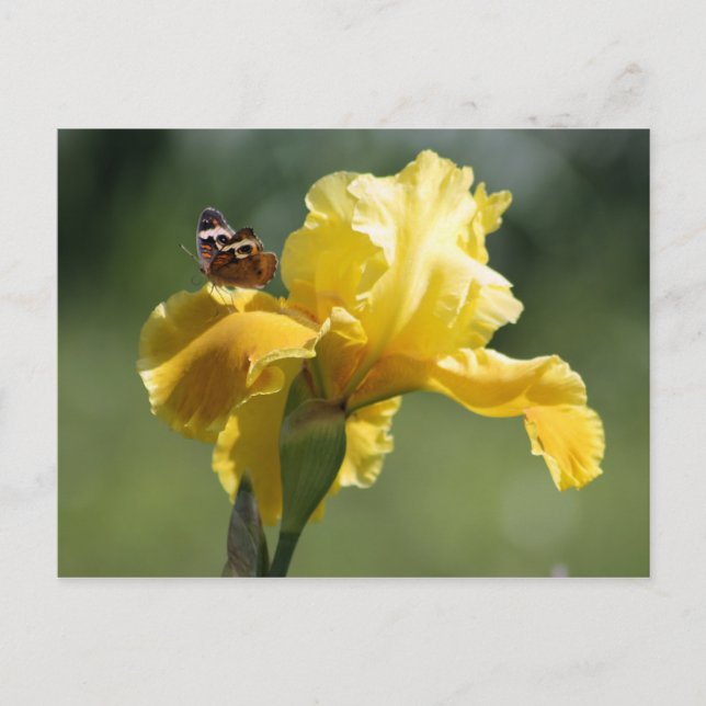 Sun Dancer Iris & Butterfly Photography Art Postcard (Front)