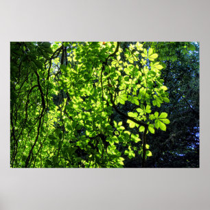 Sun Dappled Horse Chestnut Leaves Poster