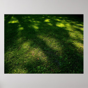 Sun Dappled Lawn Poster