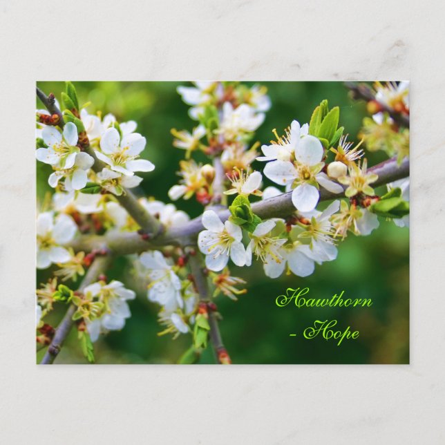 Sun-Dappled Spring Hawthorn Postcard (Front)