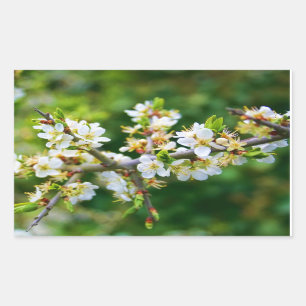 Sun-Dappled Spring Hawthorn Rectangular Sticker