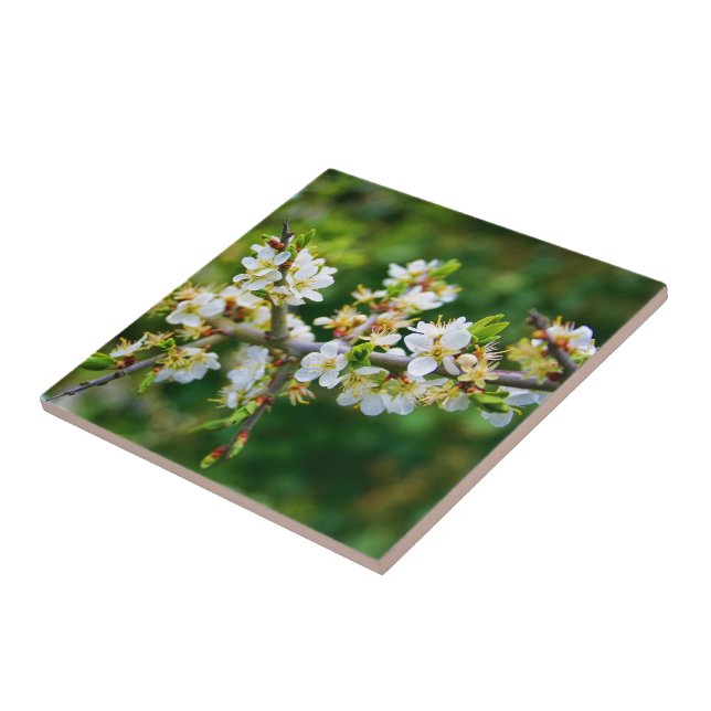 Sun-Dappled Spring Hawthorn Tile (Side)