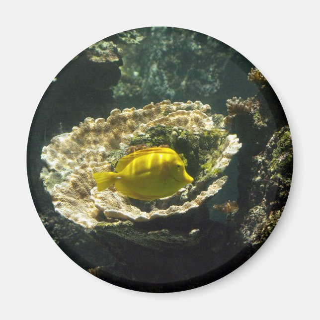 Sun Dappled sunfish Magnet (Front)