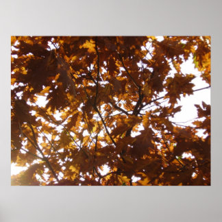 Sun Diamond on Fall Leaves Poster