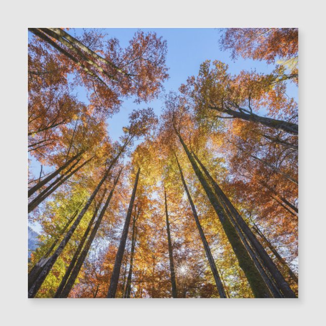 Sun-drenched Autumn Trees (Front)