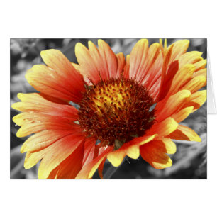 Sun Drenched Gaillardia