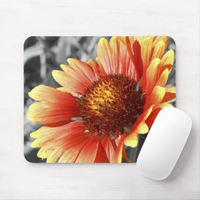 Sun Drenched Gaillardia Mouse Pad (With Mouse)