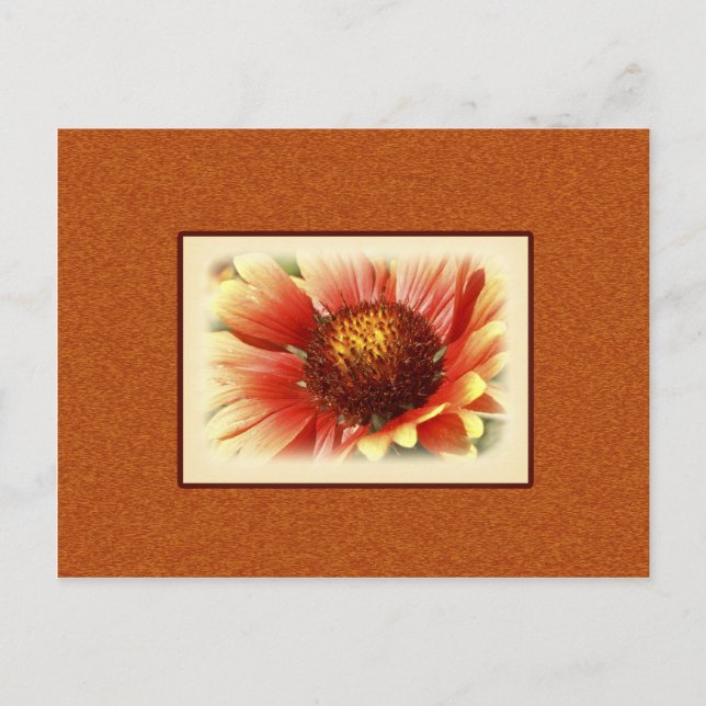 Sun Drenched Gaillardia Photograph Miss You Postcard (Front)
