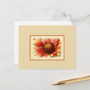 Sun Drenched Gaillardia Postcard